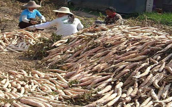 薯渣烘干生產(chǎn)線(xiàn)中都包含哪些設(shè)備 薯渣烘干生產(chǎn)線(xiàn)中都包含哪些設(shè)備