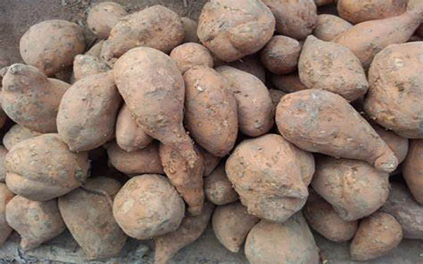 紅薯渣干燥機 提高紅薯渣干燥機熱風(fēng)量需要注意哪些事項